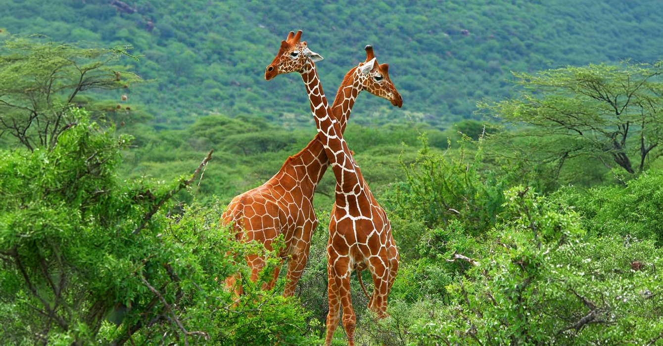 samburu-national-reserve-top-img