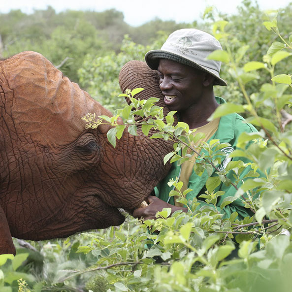 sheldrick-elephant-orphanage