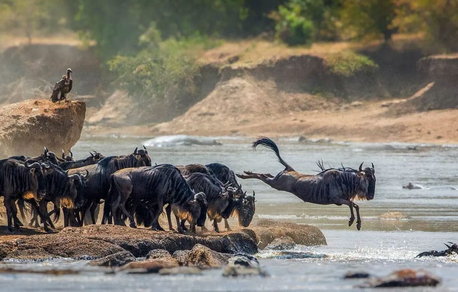 uganda gorillas tanzania wildlife 6 days img