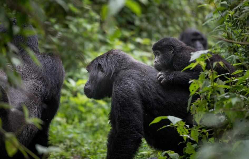 volcanoes-national-park-What-to-See