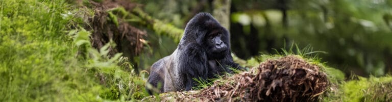 A gorilla at Volcanoes National Park
