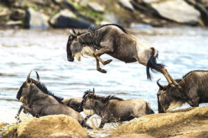 Wildebeests at Serengeti National Park