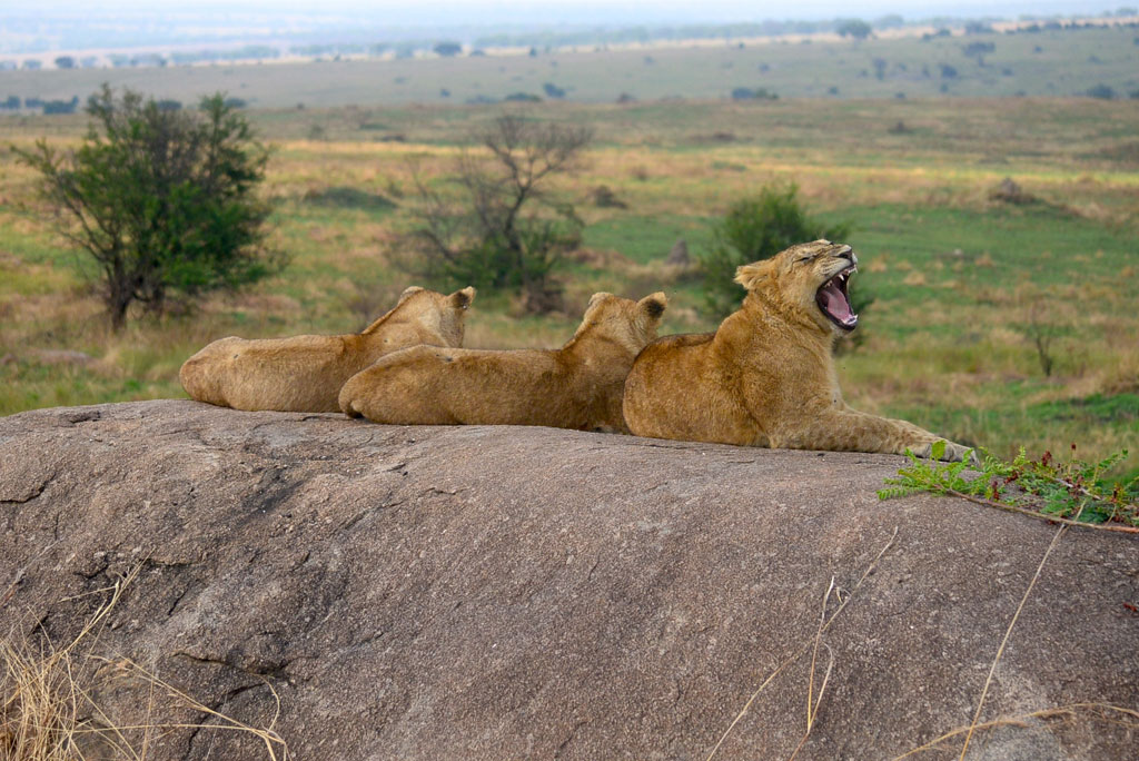 serengeti-safari-img-4