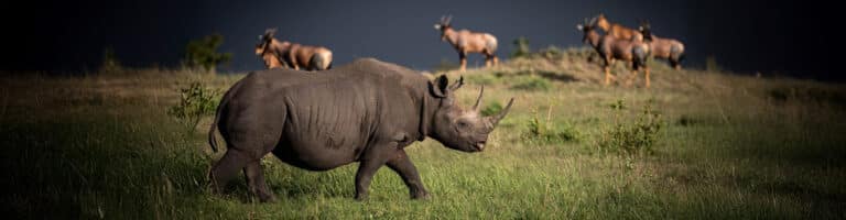 7 day big five safari banner img