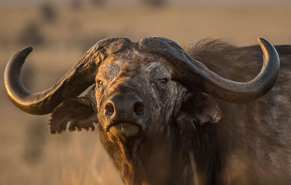 7-day-big-five-safari
