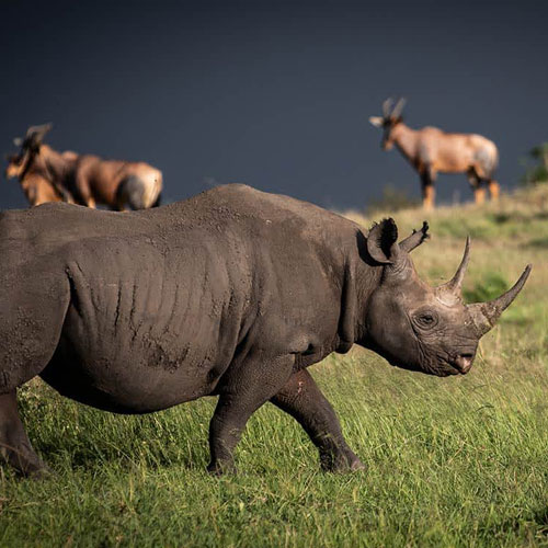 7 day big five safari home img