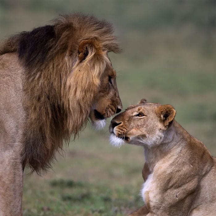 mid luxury honeymoon safari 6 days home