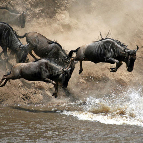 migration safari for july october header home img