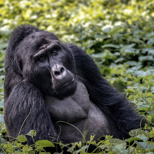 rwanda gorillas tanzania wildlife header bg home