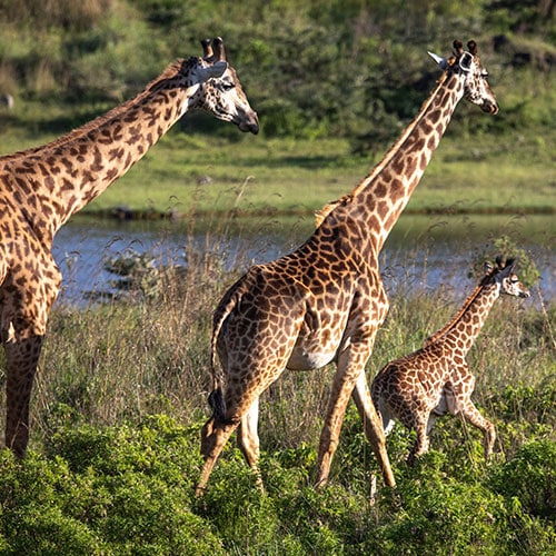 tanzania family safari header bg home