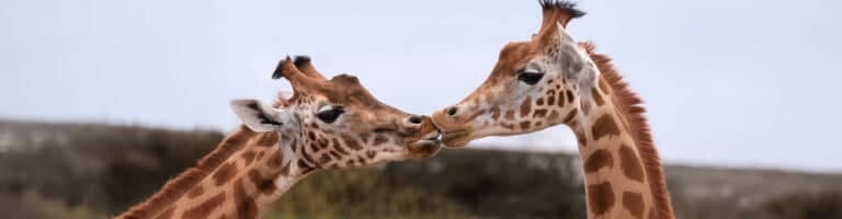 tanzania honeymoon safari 6 banner