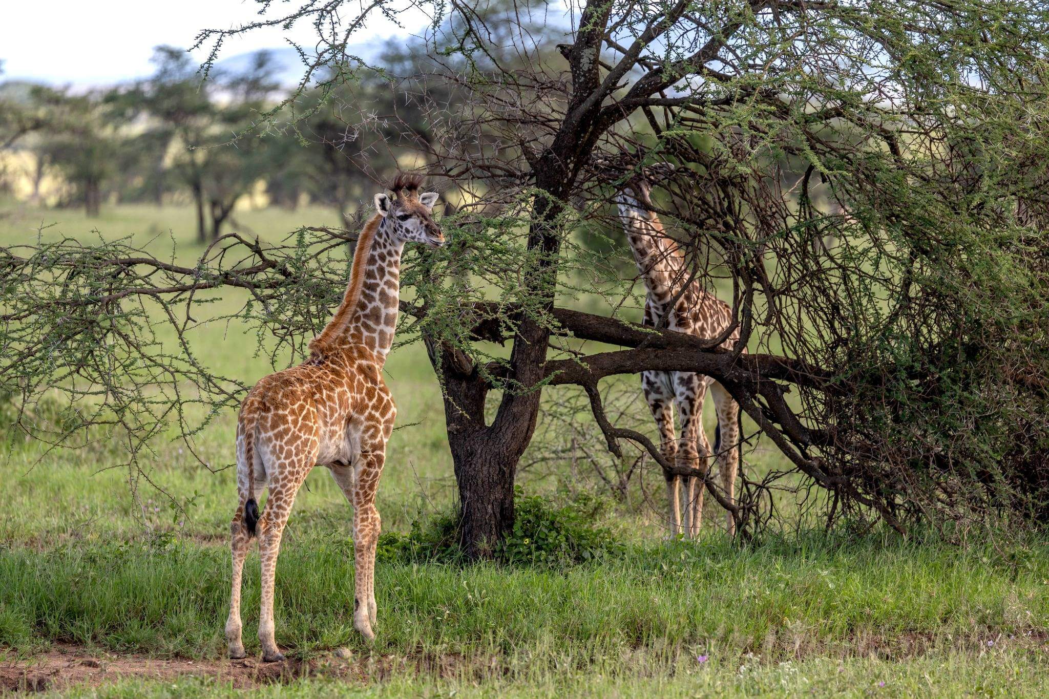 Tanzanian tree with giraffes