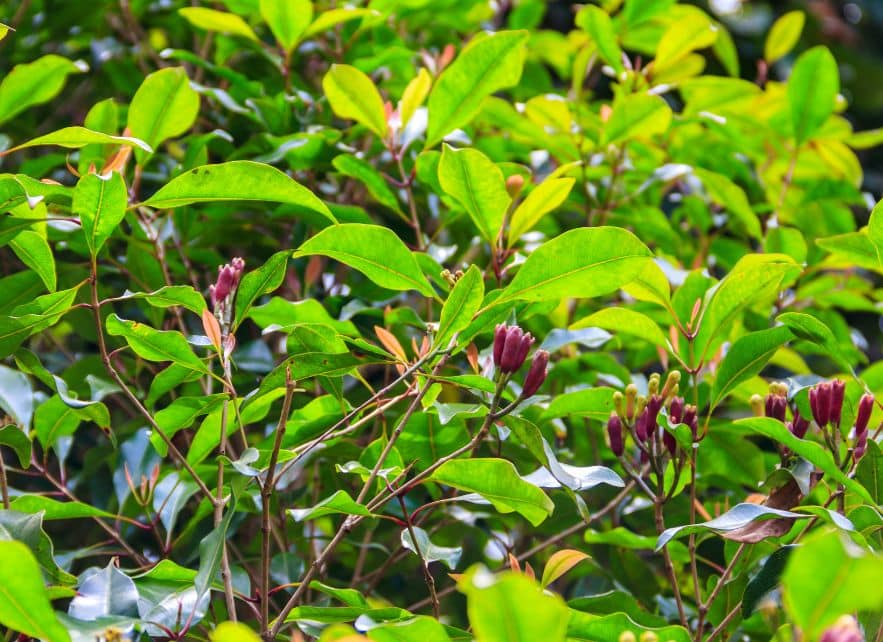 Flowers of Syzygium aromaticum
