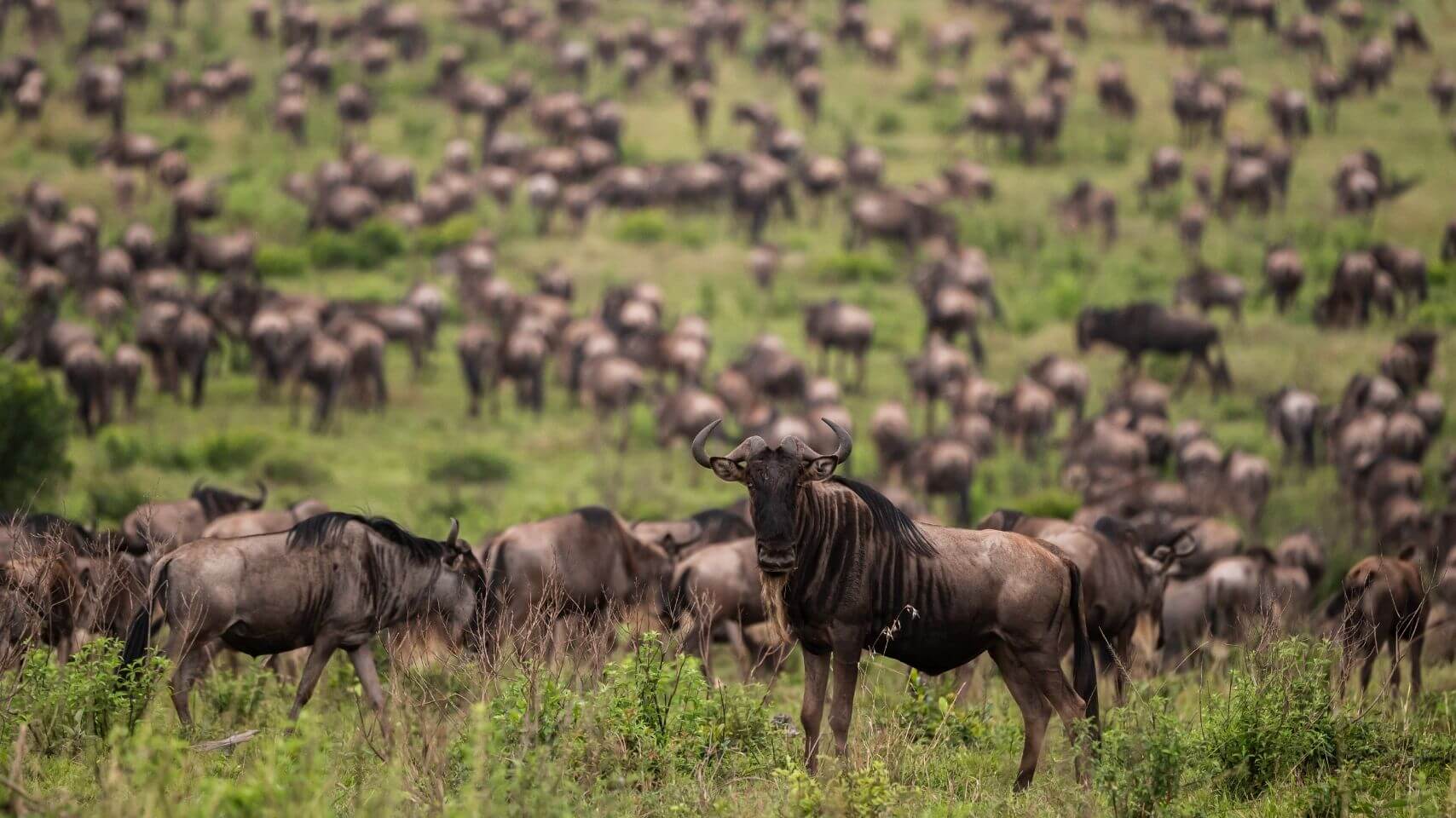 Wildebeests in a field