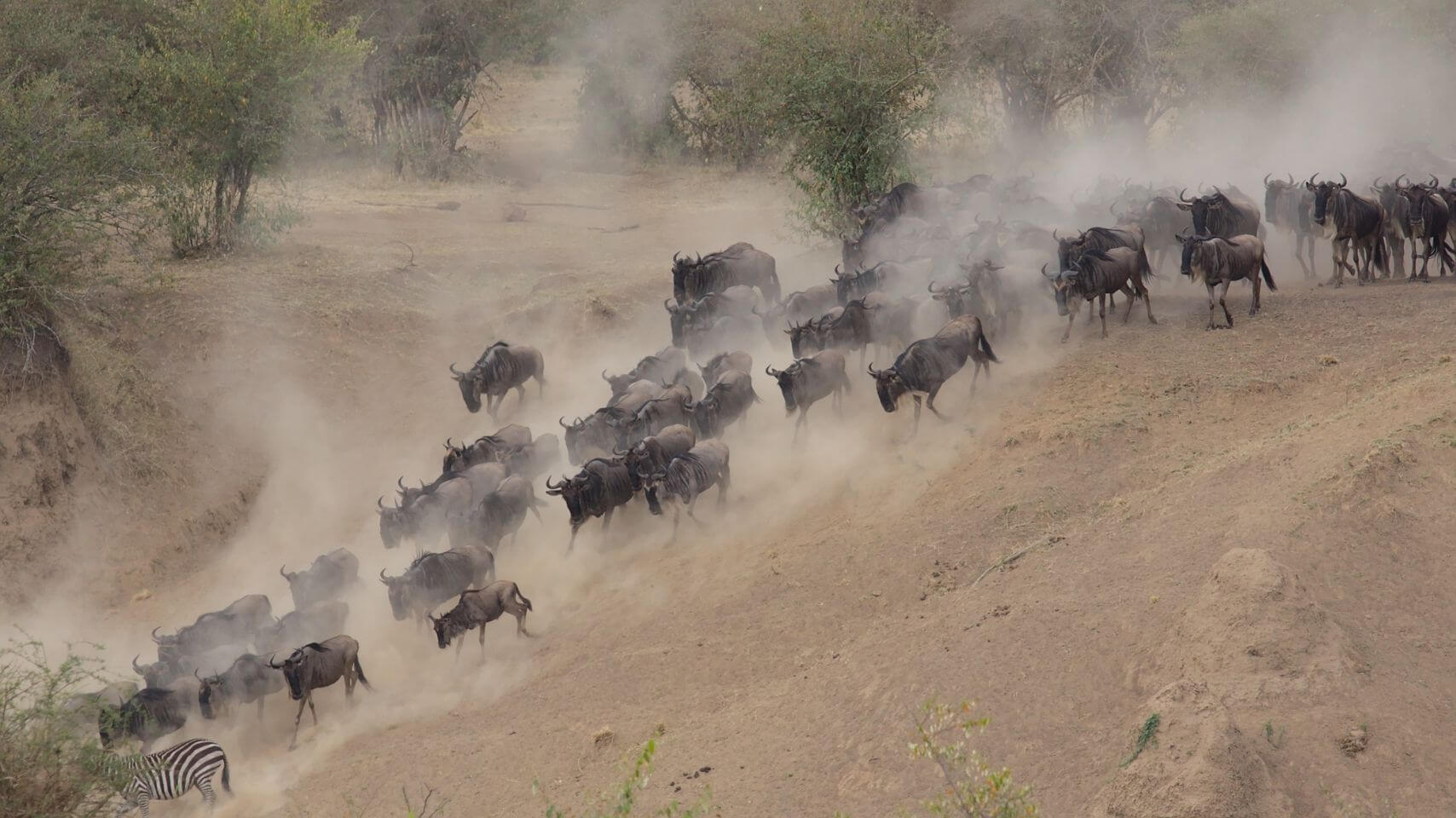 Wildebeests and a zebra during the Great Migration