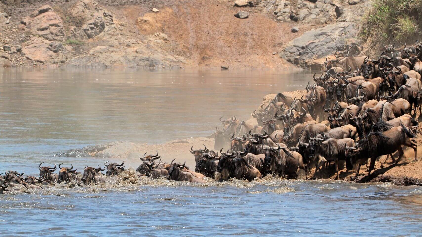 Great Migration crossing Mara River