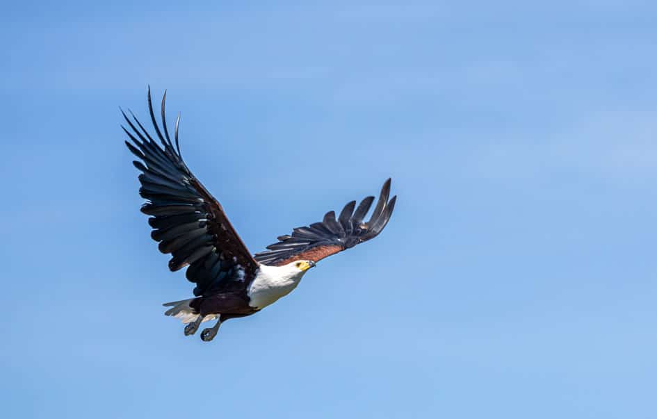 tanzania honeymoon ultra luxury safari 8 days 4