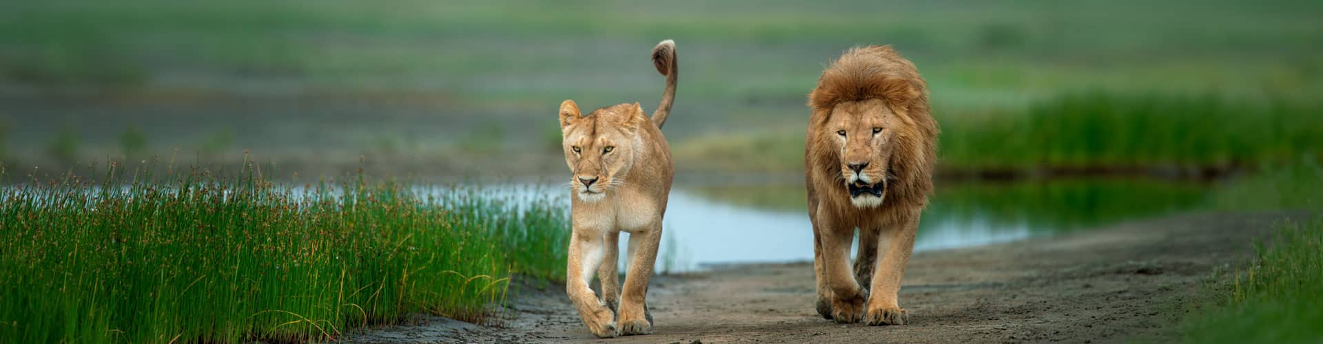 tanzania-honeymoon-ultra-luxury-safari-8-days