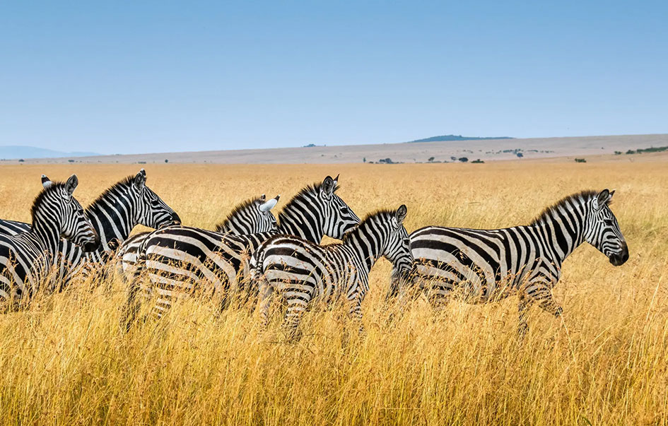 amboseli maasai mara fly safari 7 days 7 img
