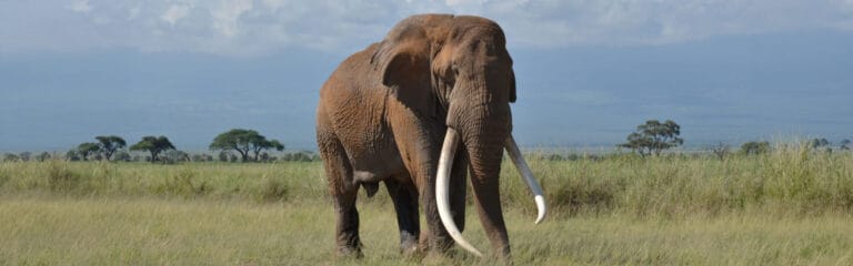 amboseli maasai mara fly safari 7 days banner img