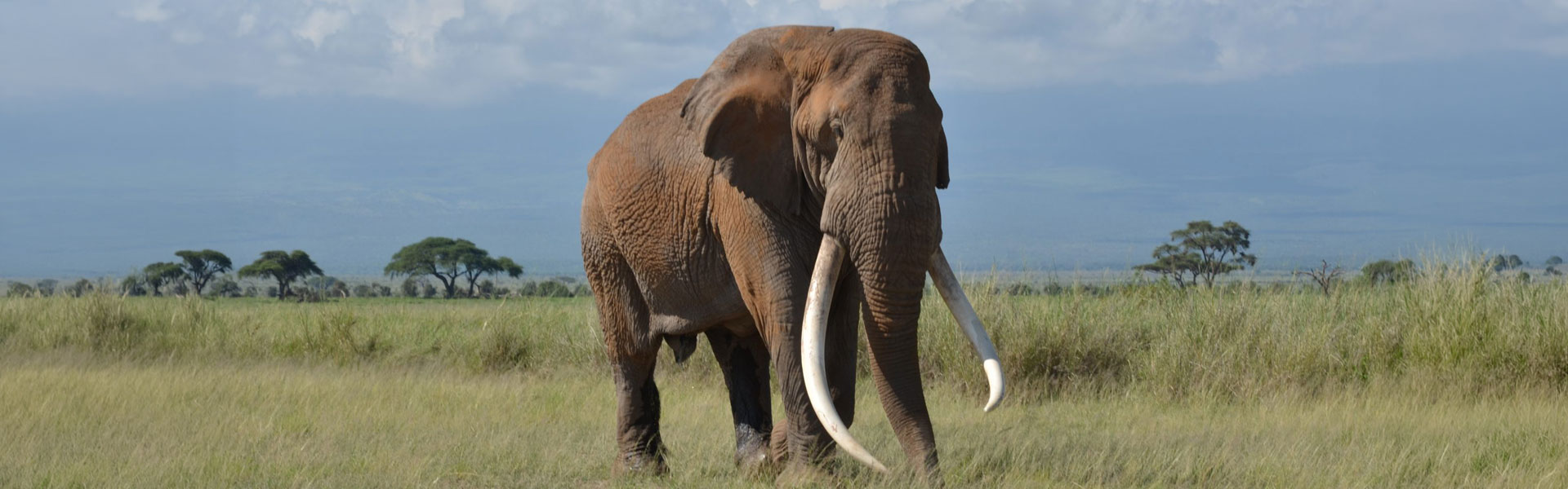 amboseli maasai mara fly safari 7 days banner img