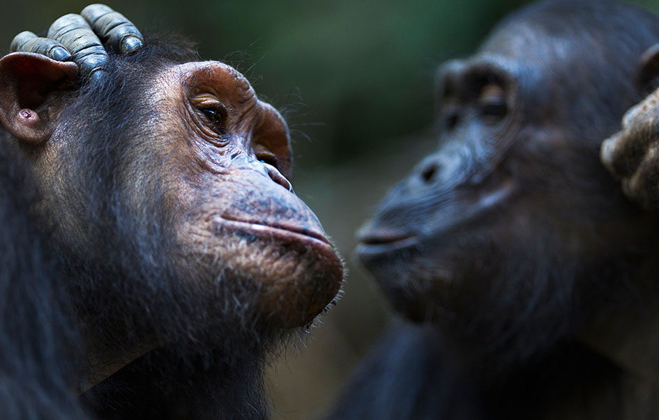 chimpanzee trek 5 days 3 img