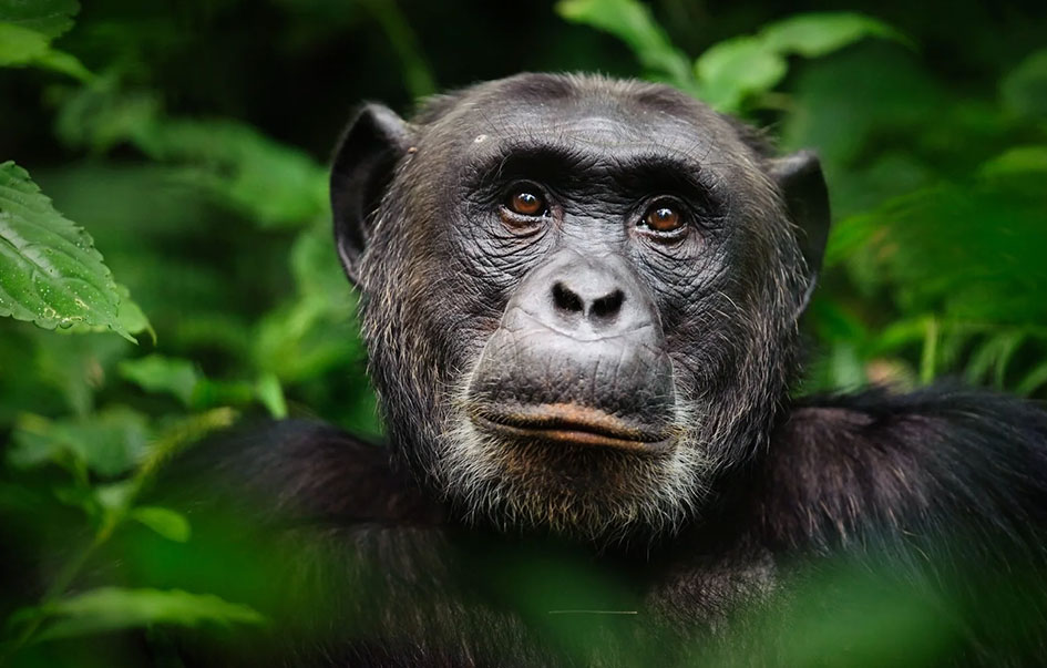 chimpanzee trek 5 days 5 img