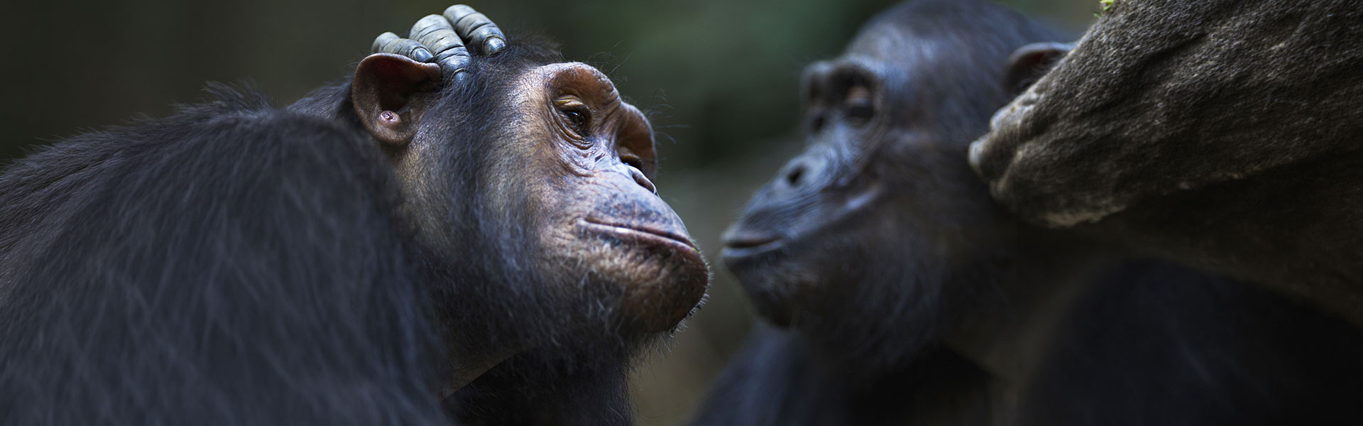 chimpanzee trek 5 days banner img