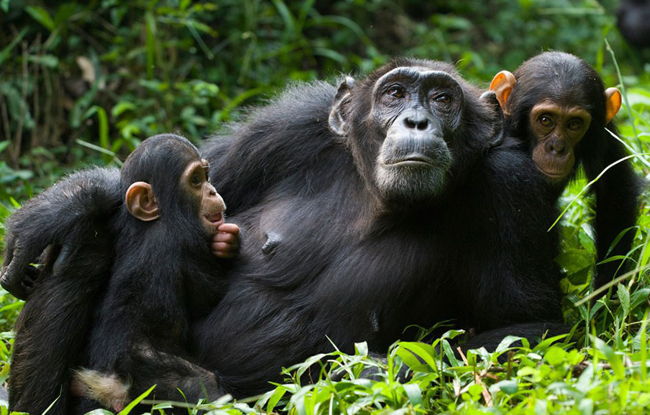 greater rwanda safari 10 days 4 img