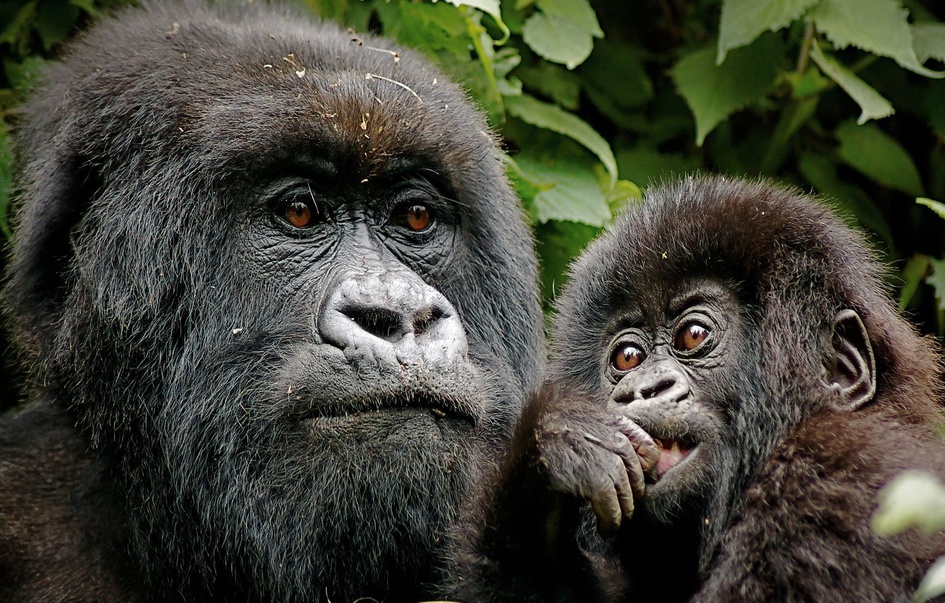 greater rwanda safari 10 days 8 img