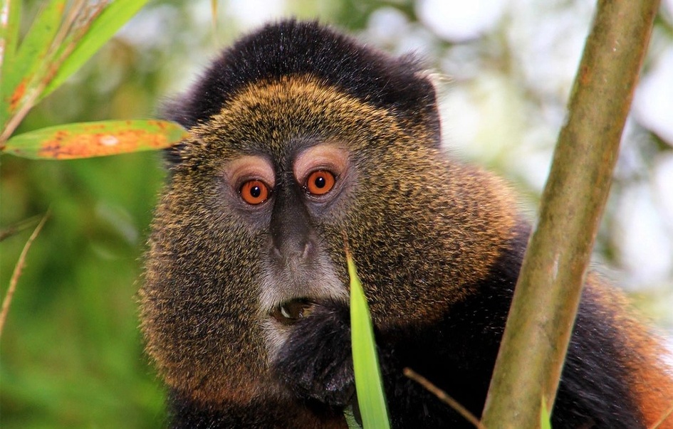 greater rwanda safari 10 days 9 img