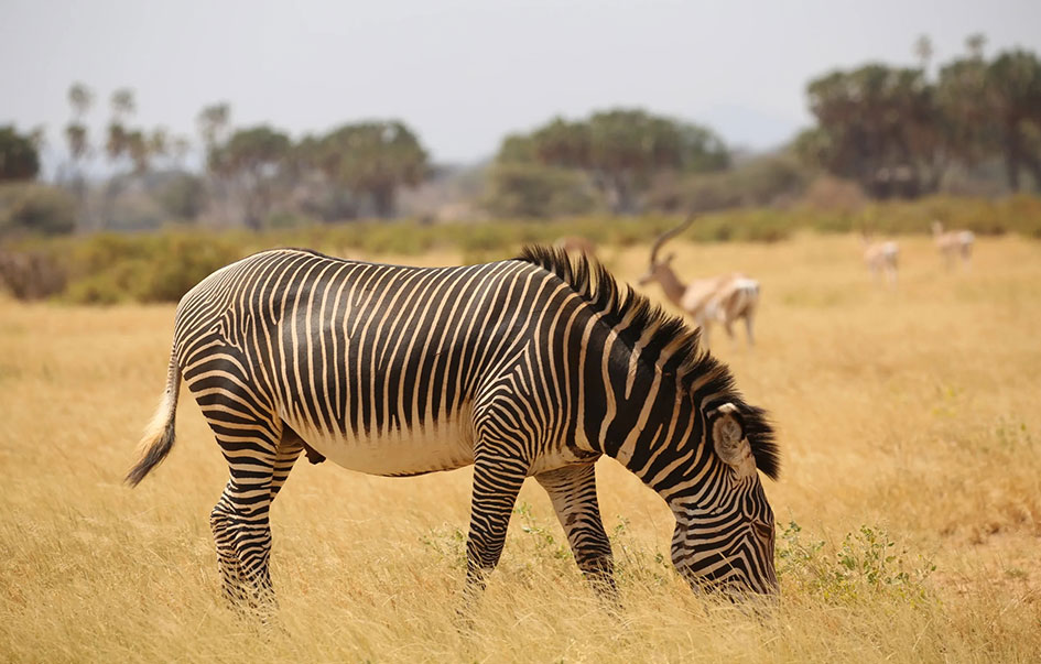 kenya hidden treasures fly safari 8 days 3 img