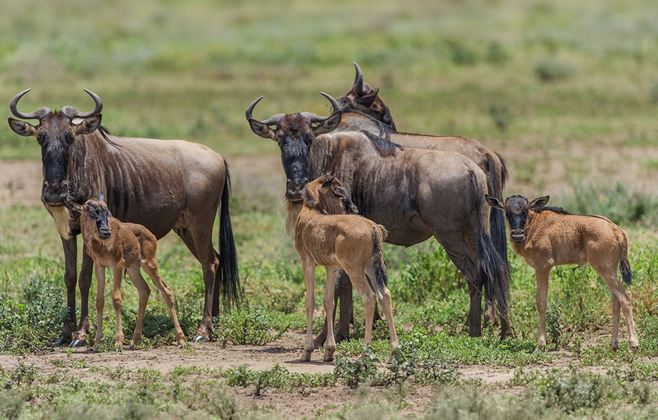 migration calving season more 11 days 9 10 img