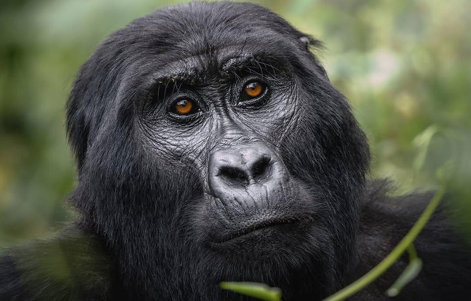 rwanda gorilla trek 5 days 3 img