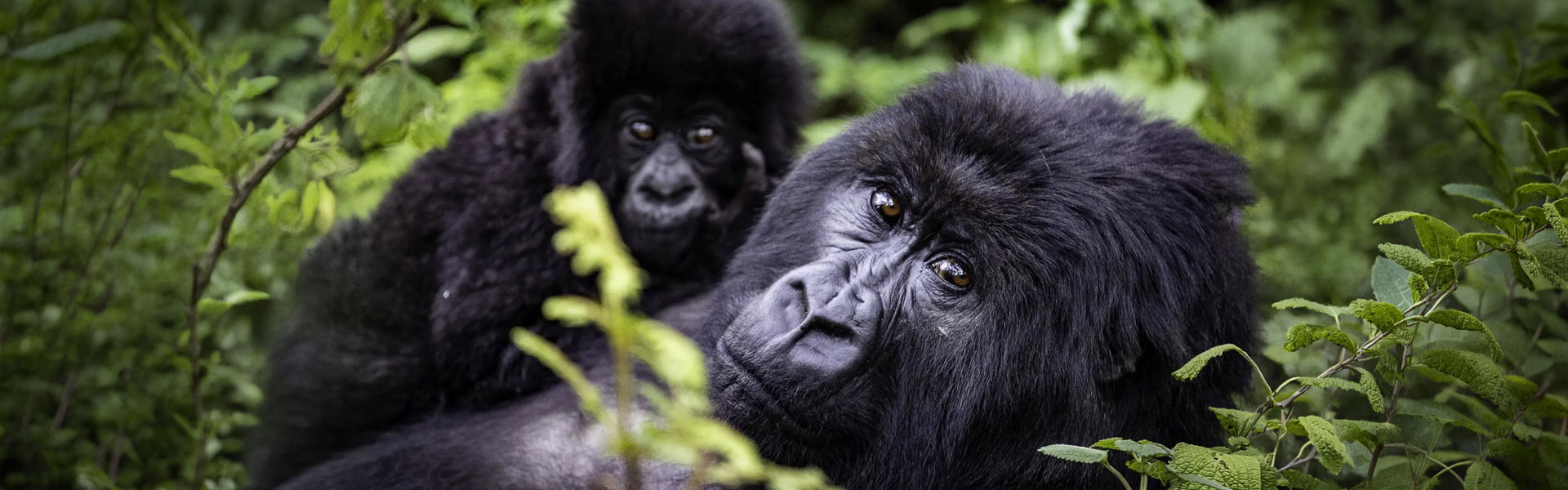 rwanda gorilla trek 5 days banner img