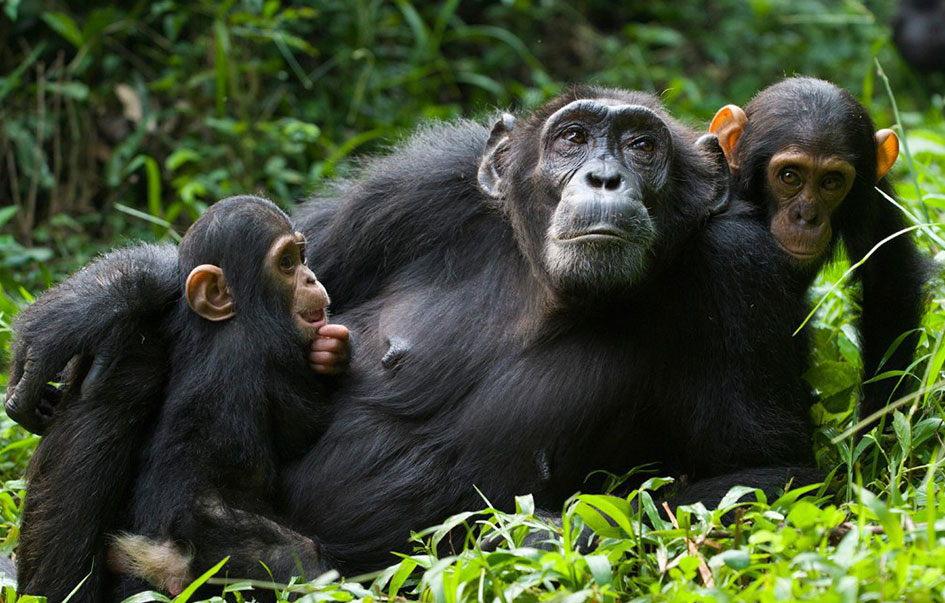 rwanda primates luxury safari 7 days 3 img