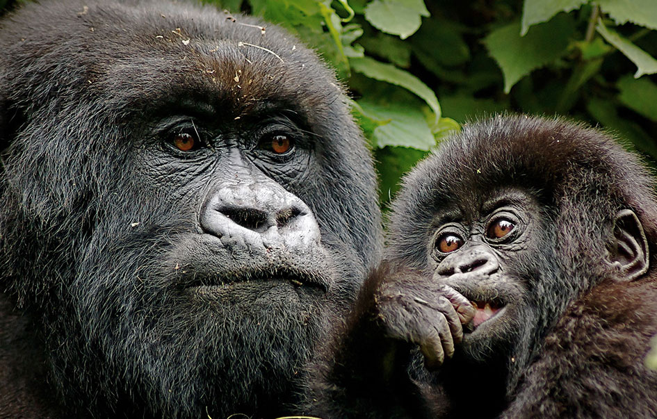 rwanda primates luxury safari 7 days 5 img