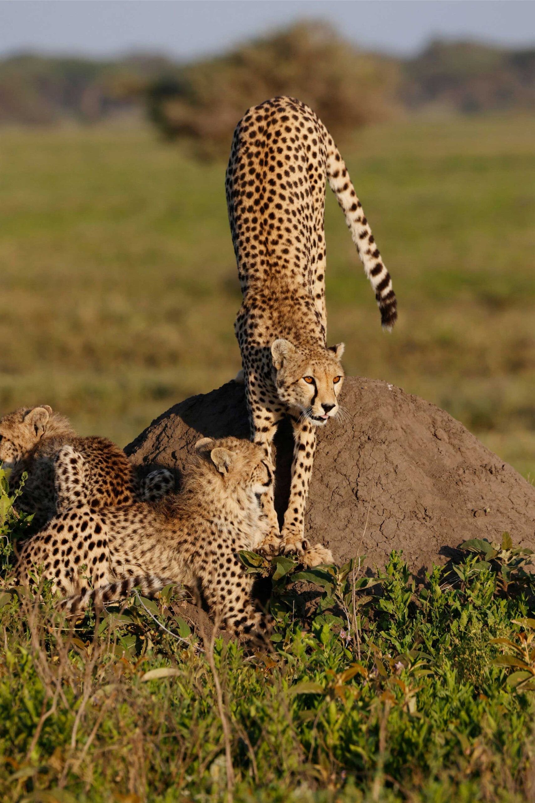 tanzania