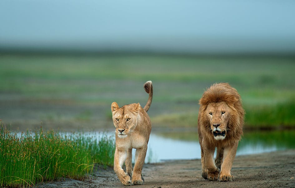 the ultimate great migration safari 9 days 3