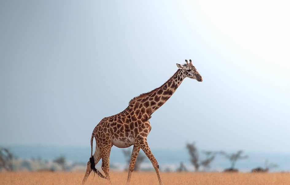 the ultimate great migration safari 9 days 4