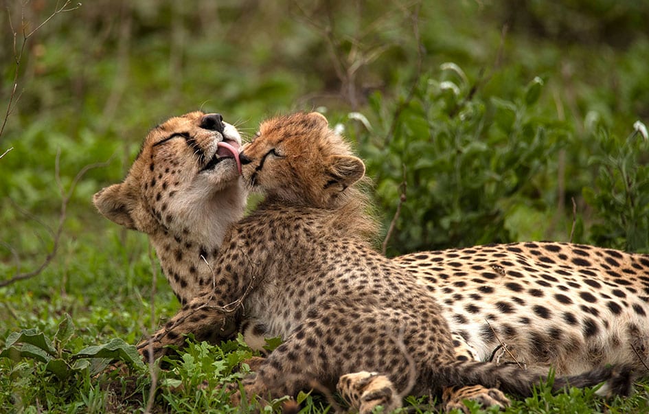 the ultimate great migration safari 9 days 6