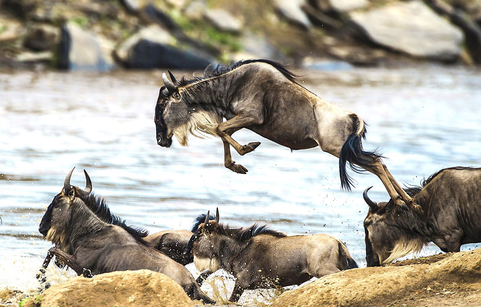 the ultimate great migration safari 9 days 7 8
