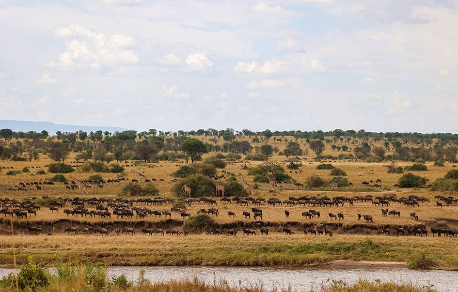 the ultimate great migration safari 9 days 9