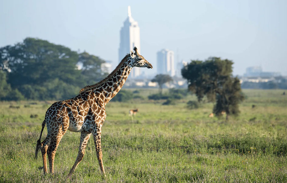 the ultimate kenya safari 10 days 1 img