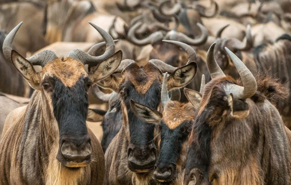 the ultimate kenya safari 10 days 10 img