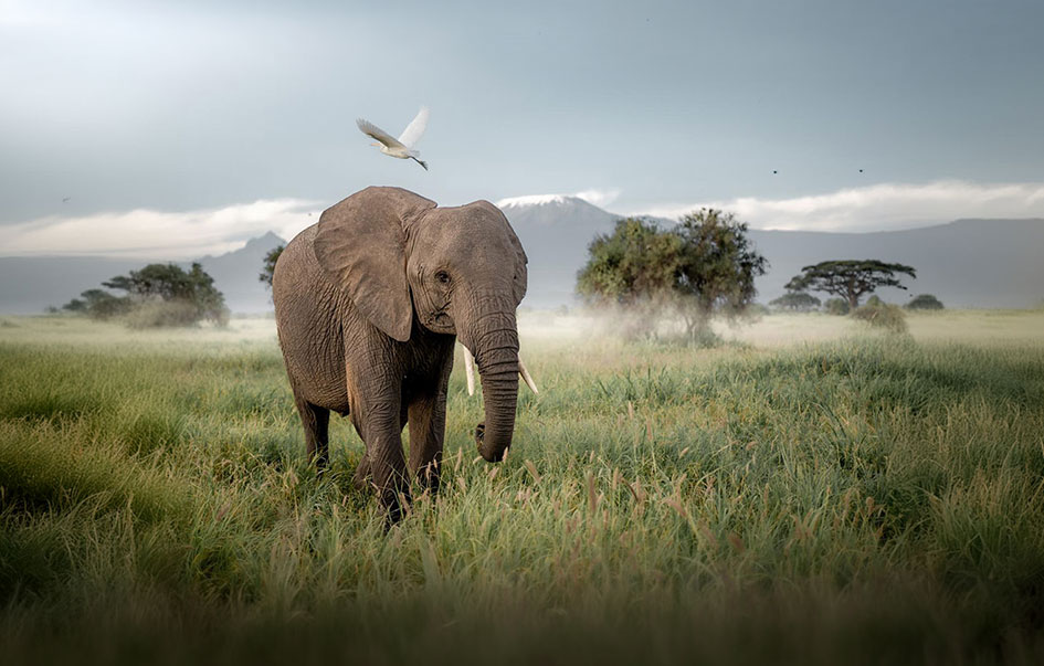 the ultimate kenya safari 10 days 2 img