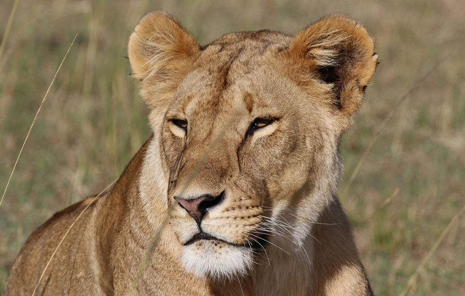 the ultimate kenya safari 10 days 4 img
