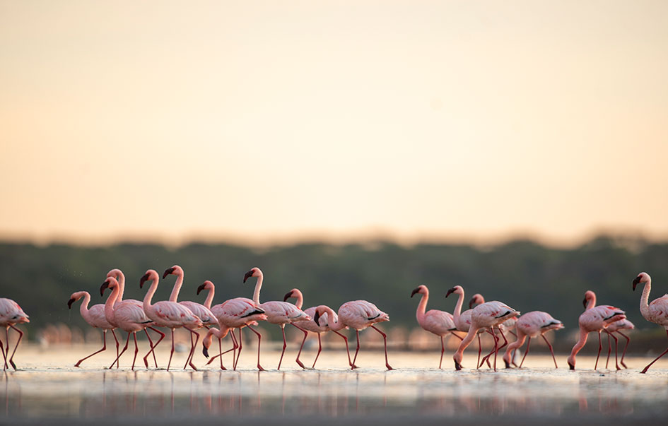 the ultimate kenya safari 10 days 5 img