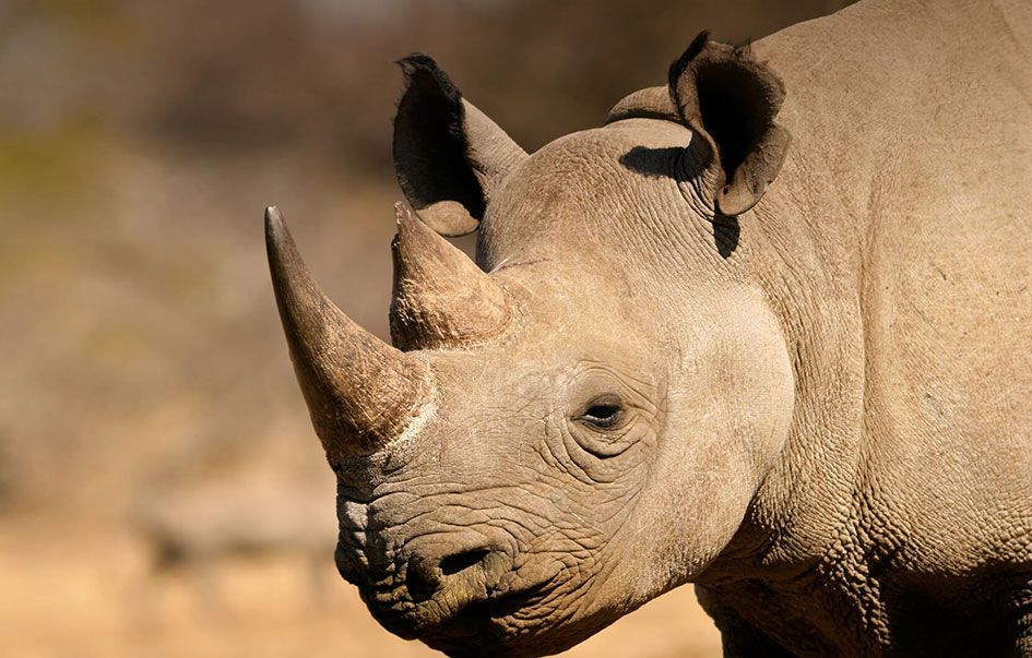 the ultimate kenya safari 10 days 6 img