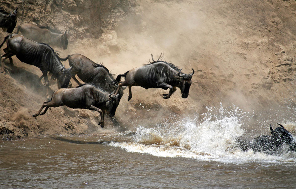 victoria falls gorillas great migration 17 days 15 16
